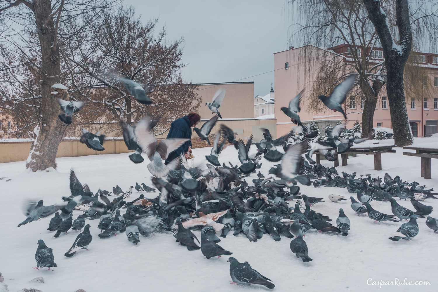 Feeding Pigeons